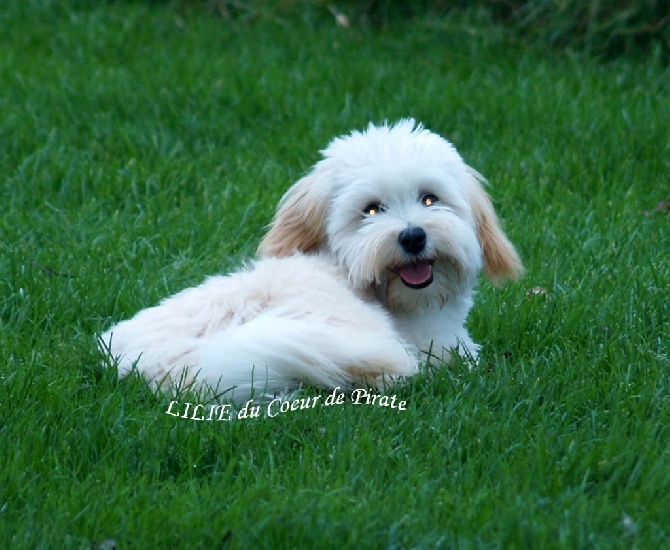 Du Coeur De Pirate - VISITE DE LA PETITE LILIE