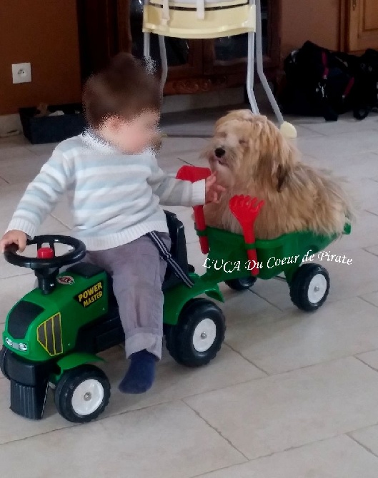 Du Coeur De Pirate - Gentil Luca