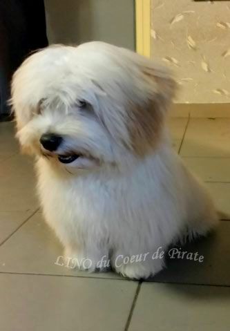 Du Coeur De Pirate - LINO du Coeur de Pirate 7 mois